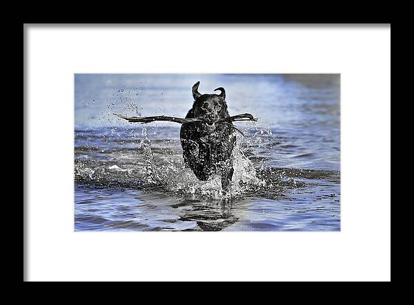 Dog Framed Print featuring the photograph Splashing Fun by Chris Cousins