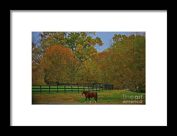 Wild Flower Framed Print featuring the photograph Star Light Star Bright by Tracy Rice Frame Of Mind