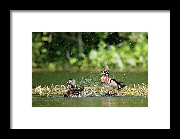 Wood Duck Framed Print featuring the photograph Splish Splash by Eilish Palmer