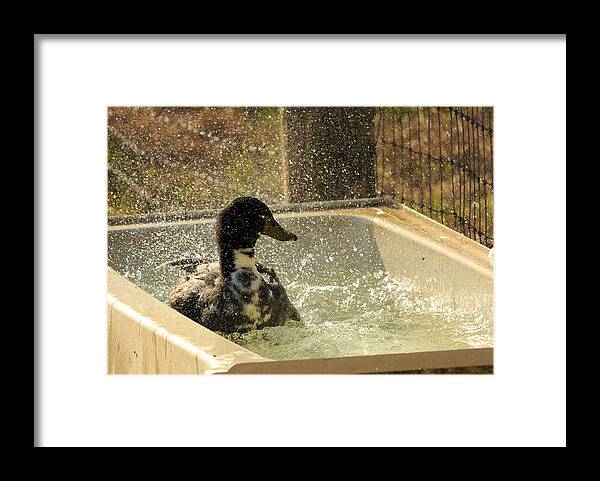 Duck Framed Print featuring the photograph Splish Splash by Travis Rogers