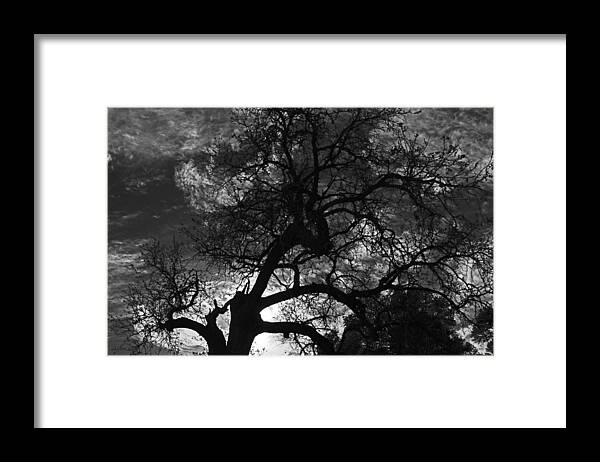 Tree Framed Print featuring the photograph Spooky Tree by Shoal Hollingsworth