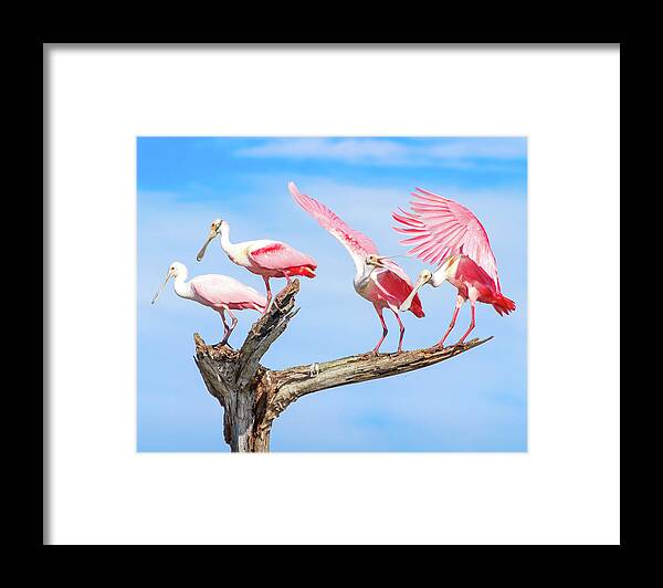 Roseate Spoonbill Framed Print featuring the photograph Spoonbill Party by Mark Andrew Thomas