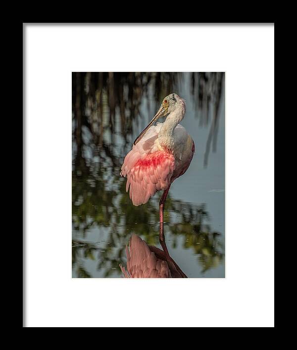 Spoonbill Framed Print featuring the photograph Spoonbill Resting by Dorothy Cunningham