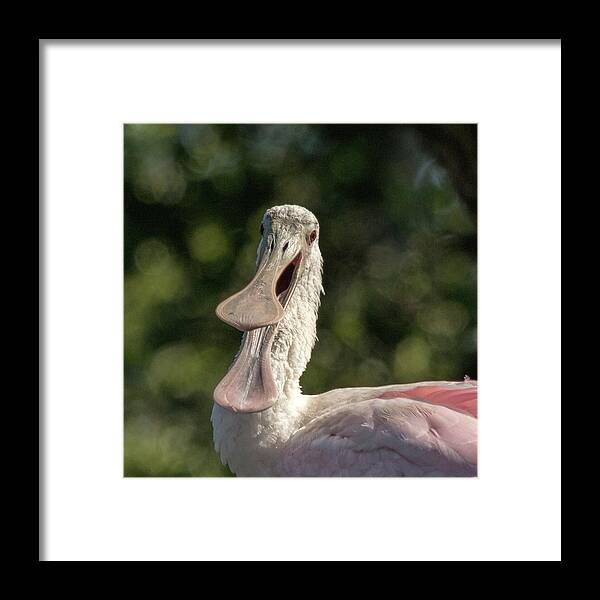 Spoonbill Framed Print featuring the photograph Spoonbill talk by Dorothy Cunningham