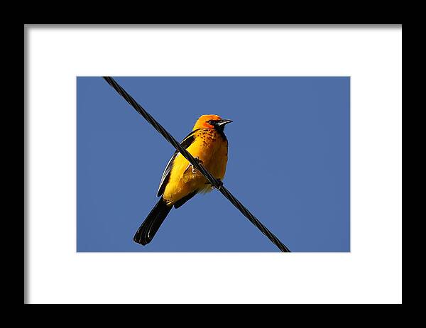 Spot Breasted Oriole Framed Print featuring the photograph Spot Breasted Oriole by Dart Humeston