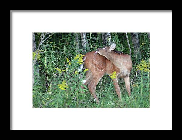 White Framed Print featuring the photograph Spot Remover by Brook Burling