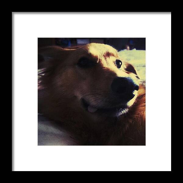 Petstagram Framed Print featuring the photograph Spot The Little Tip Of Tongue Lol by Abbie Shores