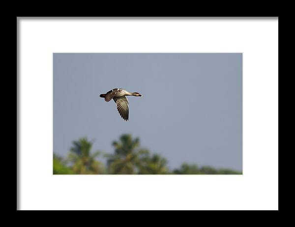 Bird Framed Print featuring the photograph Spot-billed duck - In Flight by Ramabhadran Thirupattur