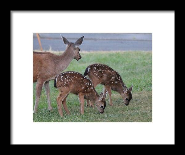 Deer Framed Print featuring the photograph Spotted Fawns by Christy Pooschke