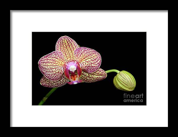 Orchids Framed Print featuring the photograph Spotted Orchid by Laura Mountainspring