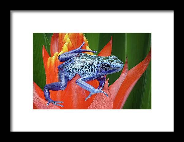 Frogs Framed Print featuring the photograph Sprawled - Poison Dart Frog by Nikolyn McDonald