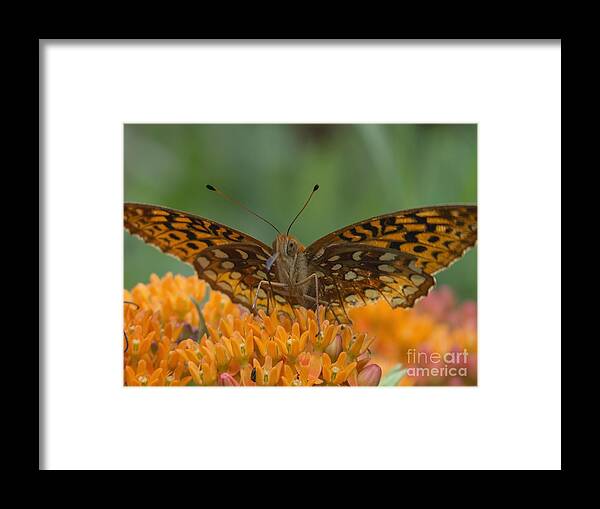 Insects Framed Print featuring the photograph Spread Your Wings by Lili Feinstein