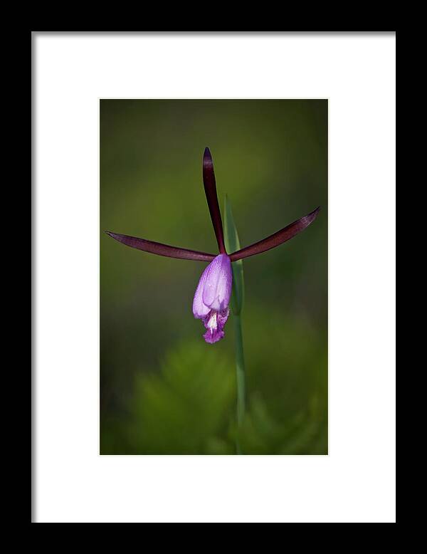 Orchid Framed Print featuring the photograph Spreading Pogonia by Bob Decker