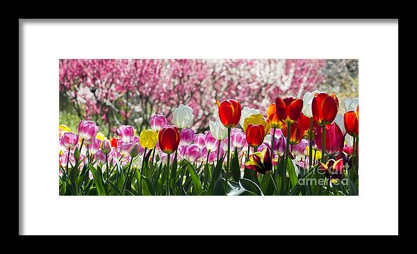 Sun Framed Print featuring the photograph Spring by Angela DeFrias