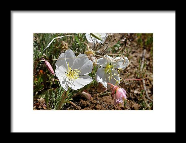 Landscape Framed Print featuring the photograph Spring at Last by Ron Cline