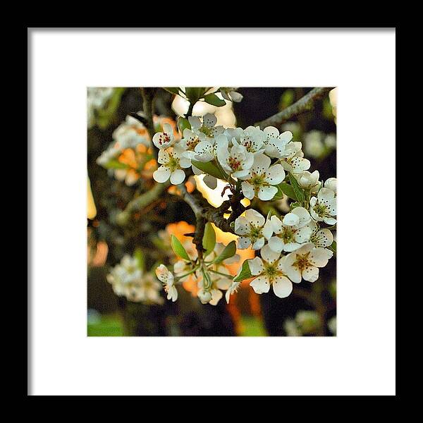 Oregonswashingtoncounty Framed Print featuring the photograph Spring At Sunrise In Hillsboro by Mike Warner