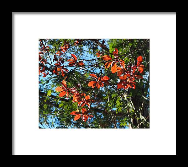 Botanical Framed Print featuring the photograph Spring Backlight by Richard Thomas