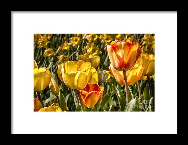 Tulips Framed Print featuring the photograph Spring Beauty 1 Tulips Large Canvas Art, Canvas Print, Large Art, Large Wall Decor, Home Decor, by David Millenheft