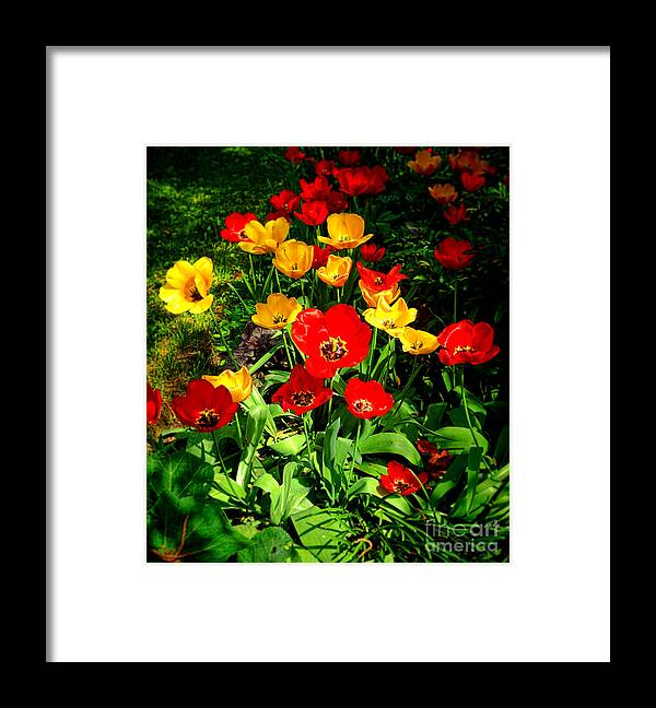 Flowers Framed Print featuring the photograph Spring Beauty by Olivier Le Queinec