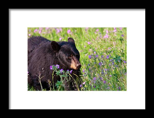 Black Bear Framed Print featuring the photograph Spring Black Bear by Mark Miller