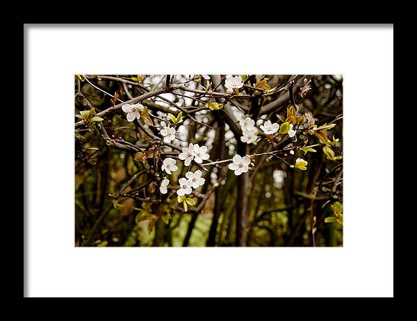 Bare Framed Print featuring the photograph Spring bloom. by Elena Perelman