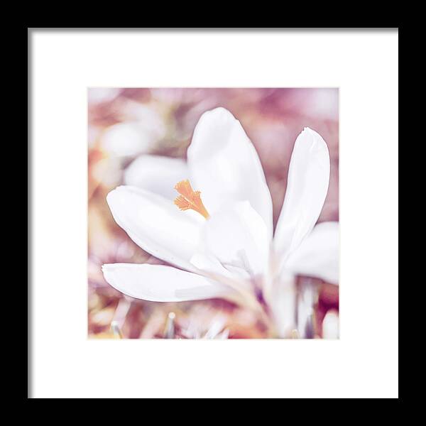Flower Framed Print featuring the photograph Spring Bloom by Jennifer Grossnickle