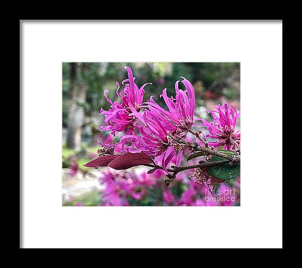 Spring Blooms Pink Framed Print featuring the photograph Spring Blooms Pink by Carol Riddle