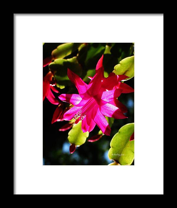 Cactaceae Framed Print featuring the photograph Spring Blossom 15 by Xueling Zou