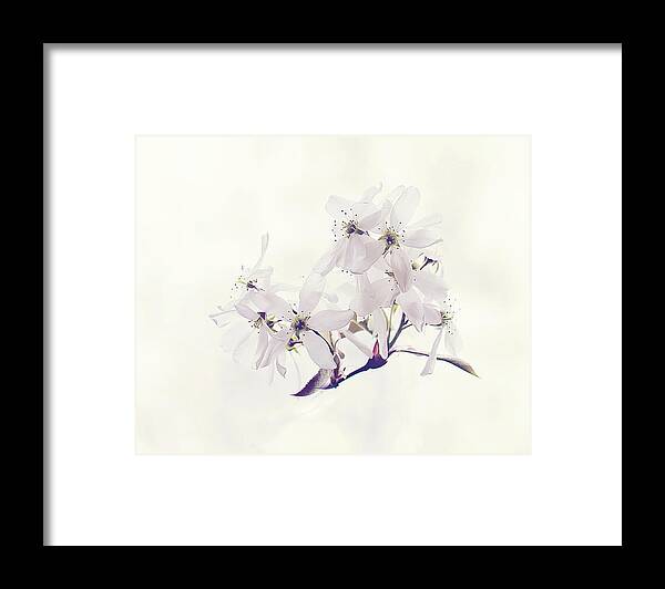White Blossom Print Framed Print featuring the photograph Spring Blossom Print by Gwen Gibson