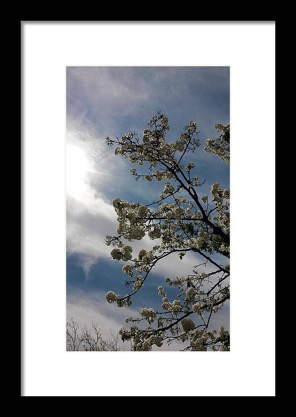 Tree Framed Print featuring the photograph Spring Blossom Sky by Eric Forster