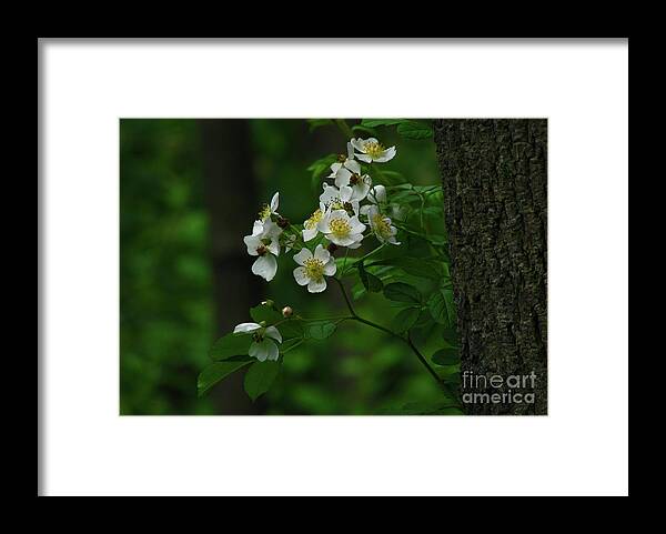 Flower/blossom Framed Print featuring the photograph Spring Blossoms by Deborah Johnson