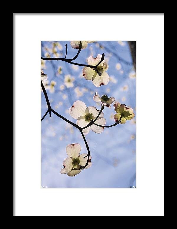 Spring Blossoms In The Sky Framed Print featuring the photograph Spring Blossoms In The Sky by Lisa Wooten