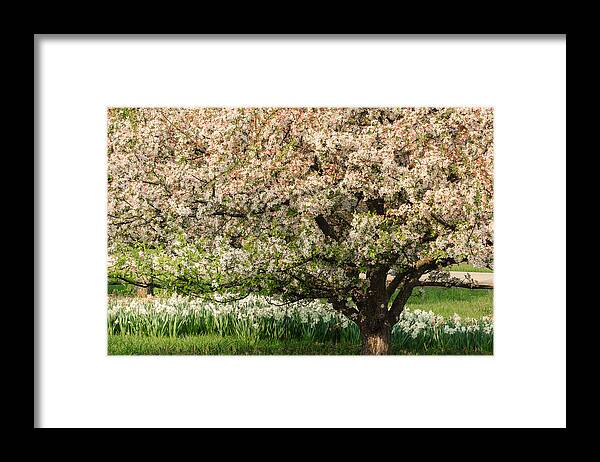 Illinois Framed Print featuring the photograph Spring Blossoms by Joni Eskridge