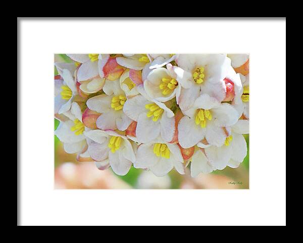 Spring Flowers Framed Print featuring the photograph Spring Blossoms by Kathy Kelly