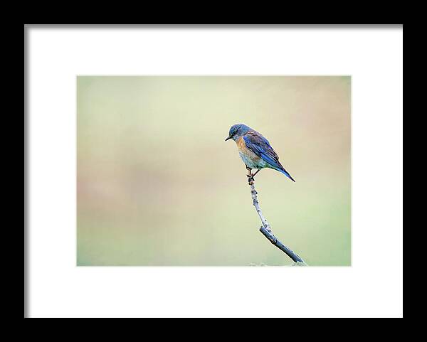 Spring Framed Print featuring the photograph Spring Bluebird by Steph Gabler