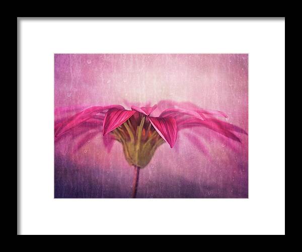Flower Framed Print featuring the photograph Spring Blush by Amy Weiss