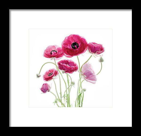 Ranunculus Framed Print featuring the photograph Spring Bouquet by Rebecca Cozart