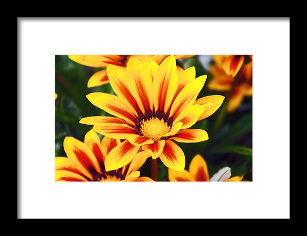 Flowers Framed Print featuring the photograph Spring colors by Lily K