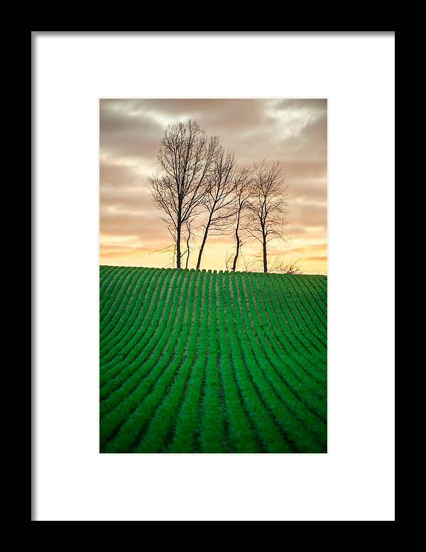 Rural Framed Print featuring the photograph Spring Corn Rows of the Midwest by Matt Hammerstein