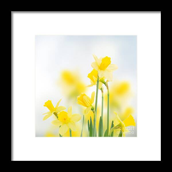 Daffodil Framed Print featuring the photograph Spring Daffodils by Anastasy Yarmolovich