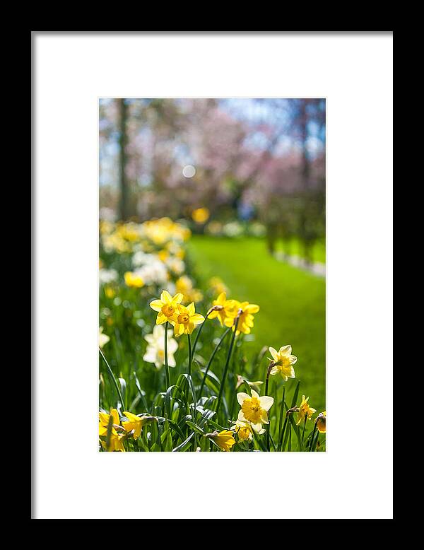 Jenny Rainbow Fine Art Photography Framed Print featuring the photograph Spring Daffodils in Keukenhof Garden by Jenny Rainbow