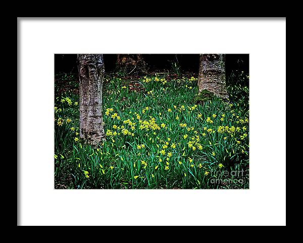 Flowers Framed Print featuring the photograph Spring Daffoldils by Martyn Arnold