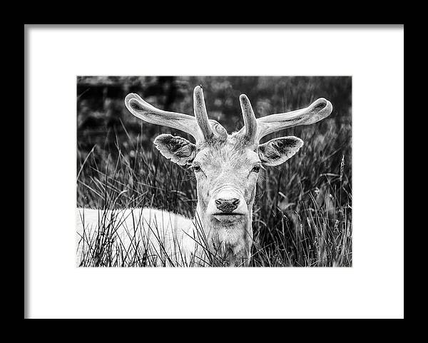 Spring Framed Print featuring the photograph Spring Deer by Nick Bywater