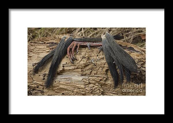 High Virginia Images Framed Print featuring the photograph Spring Feathers by Randy Bodkins