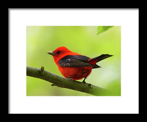 Scarlet Tanager Framed Print featuring the photograph Spring Flame - Scarlet Tanager by Bruce J Robinson