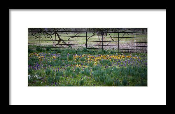 Clare Bambers Framed Print featuring the photograph Spring Flowers by Clare Bambers