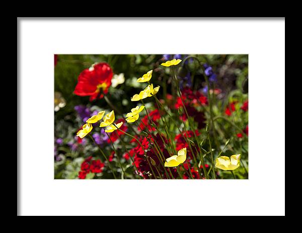 Flower Framed Print featuring the photograph Spring Flowers by Garry Gay
