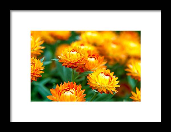 Spring Flowers Framed Print featuring the photograph Spring Flowers In The Afternoon by Az Jackson