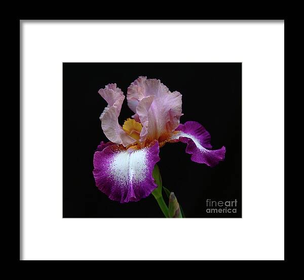 Iris Framed Print featuring the photograph Spring Formal by Marty Fancy