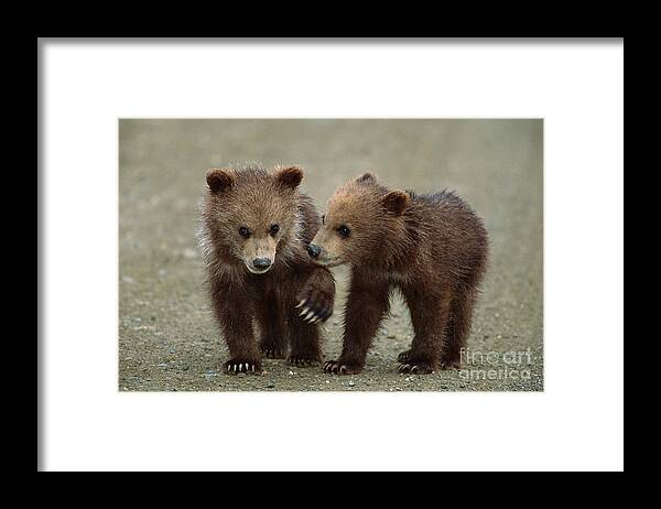 00340349 Framed Print featuring the photograph Spring Grizzly Cubs in Denali by Yva Momatiuk John Eastcott